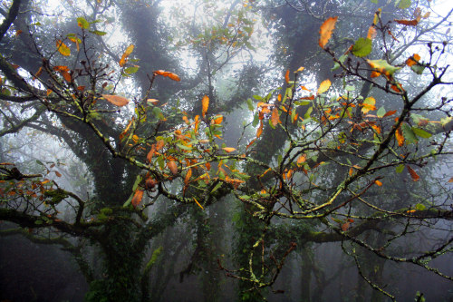 90377:El bosque de la niebla by Julia L.S