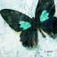 dreamer-atlarge