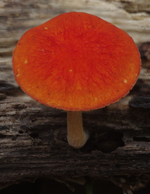Here&rsquo;s a rather small, but well formed ヒイロベニヒダタケ- Pluteus aurantiorugosus. Both the Japanese a
