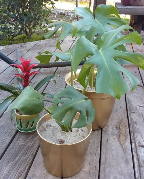 Baby’s first Monstera! (And Bromeliad!)I know I haven’t been posting in a while, I&rsq