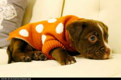 aplacetolovedogs:   Precious Pitbull puppy ready for the Chicago winter in her adorable polka dot sweater! That should keep her nice and toasty! youismath Visit our poster store Rover99.com  