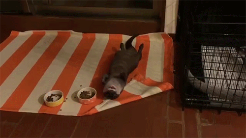 sizvideos:  Watch this funny otter lazily eating 