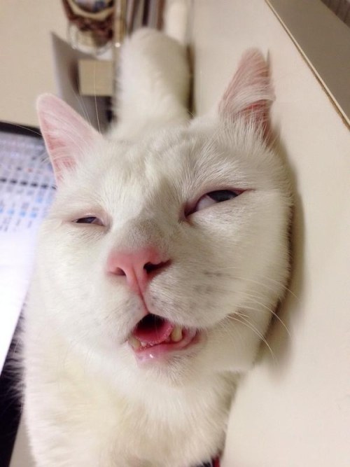 misstransatlantic: kittehkats: More of Setsu-chan at his derpy best. Drool on my friend.  Drool