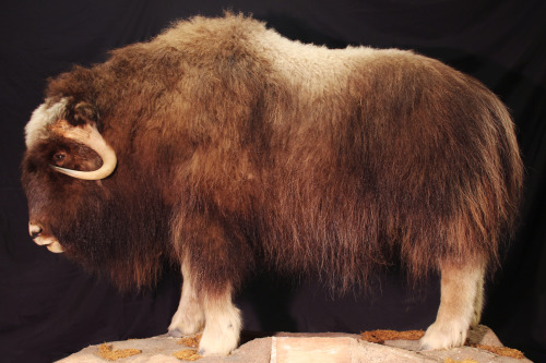 Musk Ox; Ovibos moschatus; 1976; NT; Collected by Zonailo Family&ldquo;Muskoxen are hulking wanderer