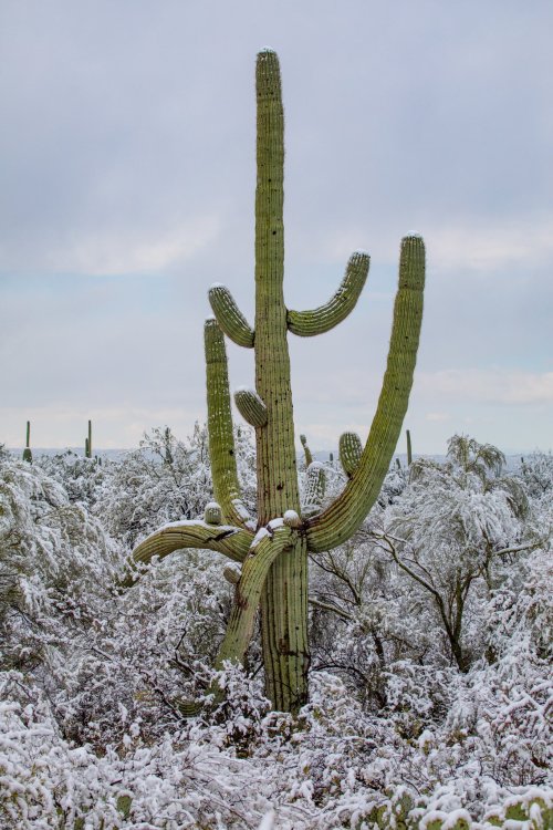 keepingitneutral:  Snow in the Sonoran Desert !Arizona Illustrated / Douglas Springs Trailhead   @empoweredinnocence looks familiar 