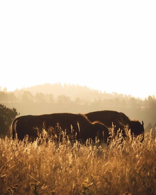 @outdoorproject posting one of my bison shots had me looking at more of mine from that amazing morni