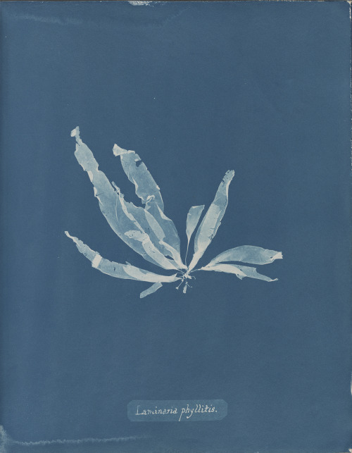 Anna Atkins, ​Photographs of British Algae: Cyanotype Impressions​,1853 cyanotypes (courtesy Spencer