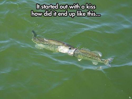 georgetakei:A kish is just a kish, a fish is just a fish. http://ift.tt/Nmp8zq