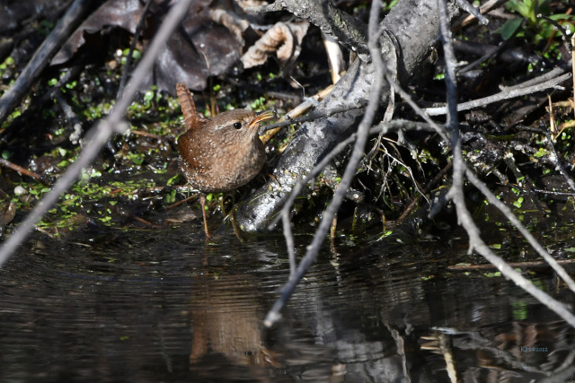 Winter WrenThis sweet-sounding Winter Wren was searching for food along a small stream when it bobbed it’s head into the water and leaning back unceremoniously displayed the tiny morsel that it found. #Winter Wren#nature