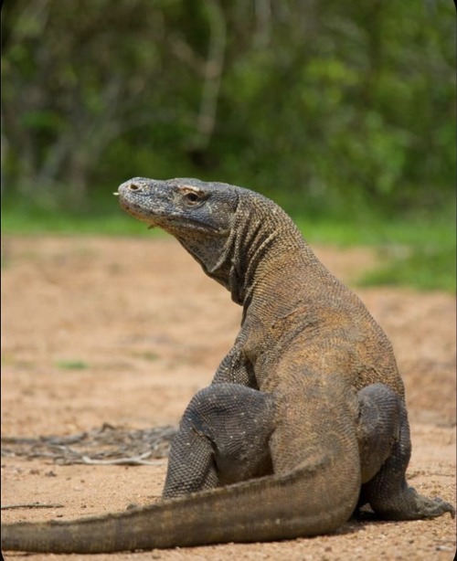 They Can Eat Up To 80% Of Their Body Weight In Just One Meal.
