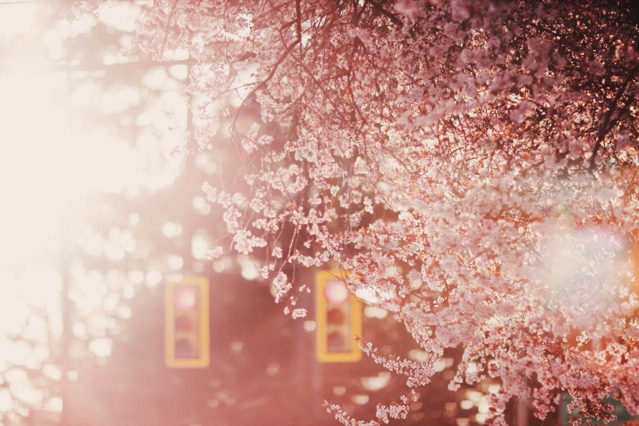 dream-bb:It’s the cherry blossom season.