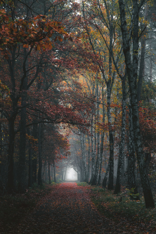 dennybitte: autumn path by Denny Bitte 