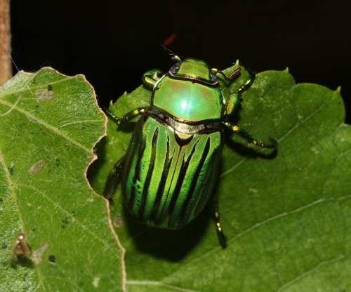 onenicebugperday: Glorious Scarab, Chrysina gloriosaFound in the southwestern United States from Tex