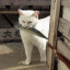 seacat7