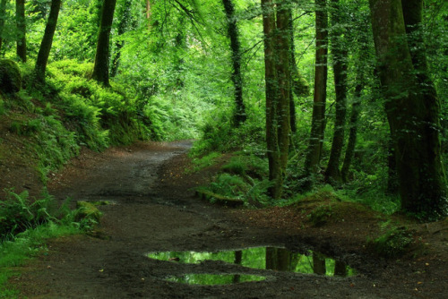 90377:Footpath with wild garlic by Mike Crowle