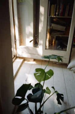 marlenmueller:  Monstera Rixdorf Summer 2014