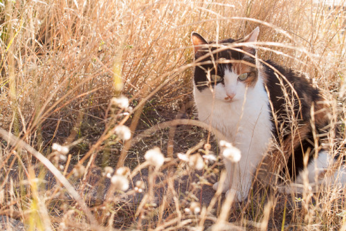 This is Miss Binky. She&rsquo;s 17 years old and she&rsquo;s in renal failure. We&rsquo;