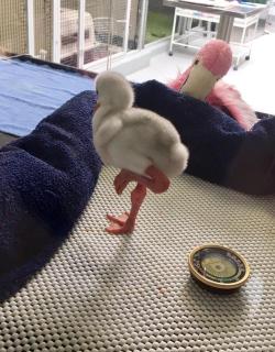 dawwwwfactory:  Baby Flamingo Click here for more adorable animal pics!