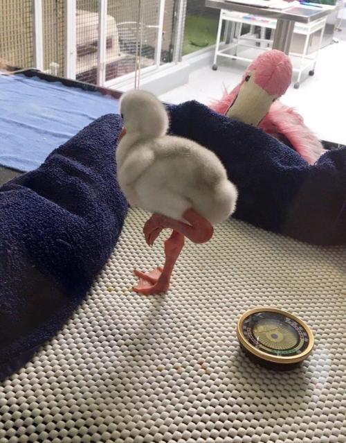dawwwwfactory:  Baby Flamingo Click here for more adorable animal pics!