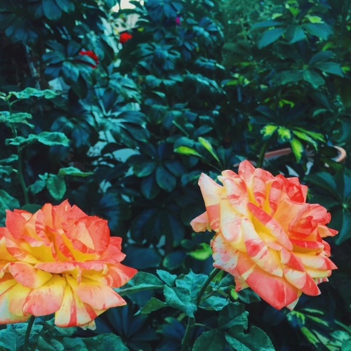 Our backyard looks like a tropical green paradise.