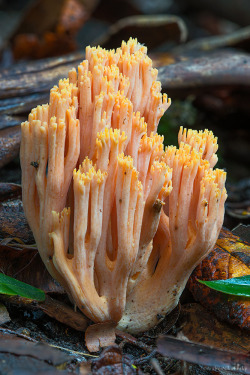 clusterpod:  Ramaria sp.  Circle Track, Tasmania