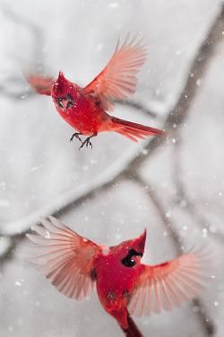 wonderous-world:Cardinals in a Snowstorm by Gloria Wilson