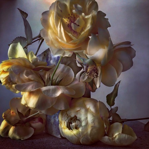 nevver:In lieu of flowers, Nick Knight