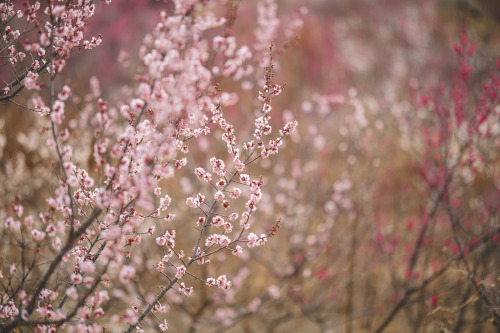 2021-03-02Plum BlossomsCanon EOS R6 + RF85mm f1.2LInstagram  |  hwantastic79vivid