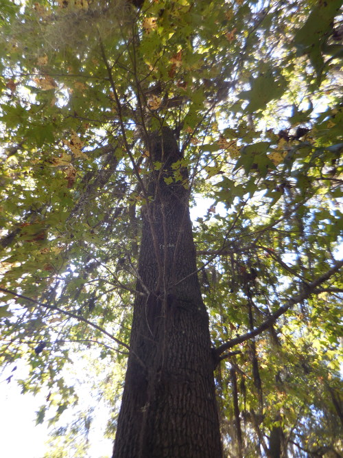 Photos and GIFs of Liquidambar styraciflua, commonly known as the Sweetgum tree.It is one of the mor