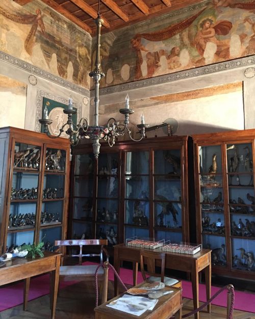 Il gabinetto naturalistico del Conte Luigi d’Arco(1795-1872) è una collezione a parte dentro il muse