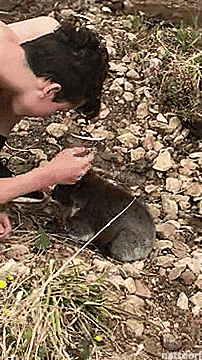 thenatsdorf:Baby koala bonds with human. [full video]