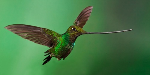 end0skeletal:The sword-billed hummingbird is noted as the only species of bird to have a bill longer