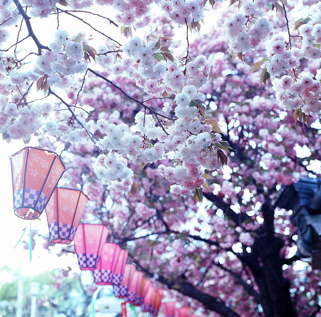 ileftmyheartintokyo:  pink by 咖啡豆(決定只是開始堅持才是關鍵) on