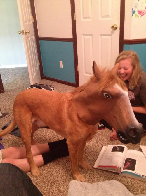 clayinthehandsofourfather:  My roommate thought it was a real horse. 
