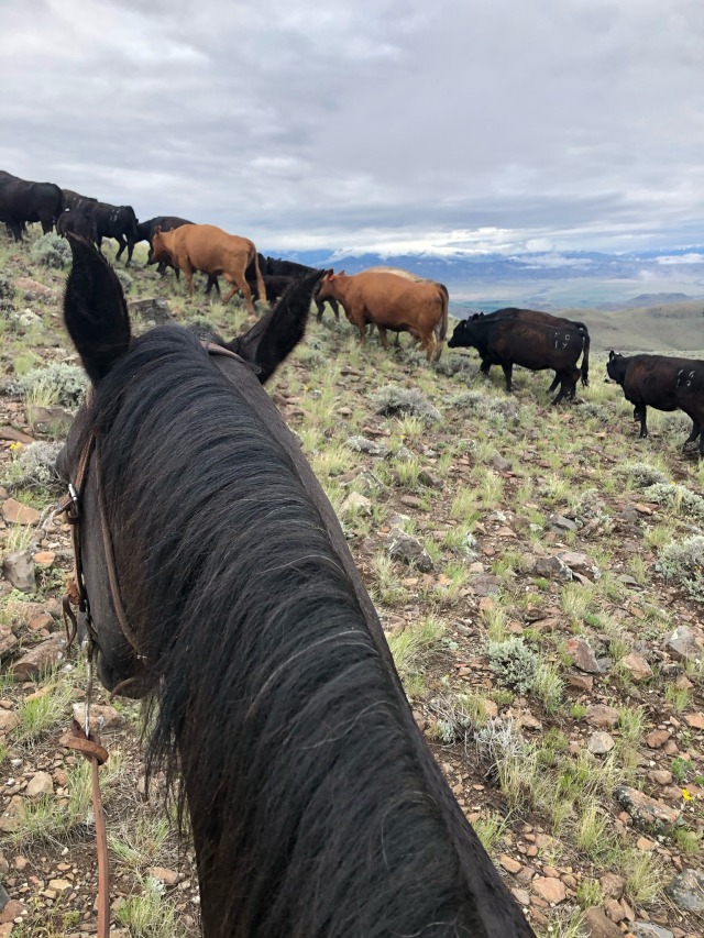 XXX bearcat9193:Moved pairs from the BLM (bureau photo