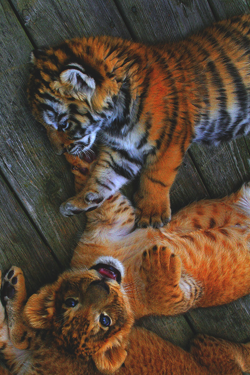 modernambition:  Lion & Tiger Cubs
