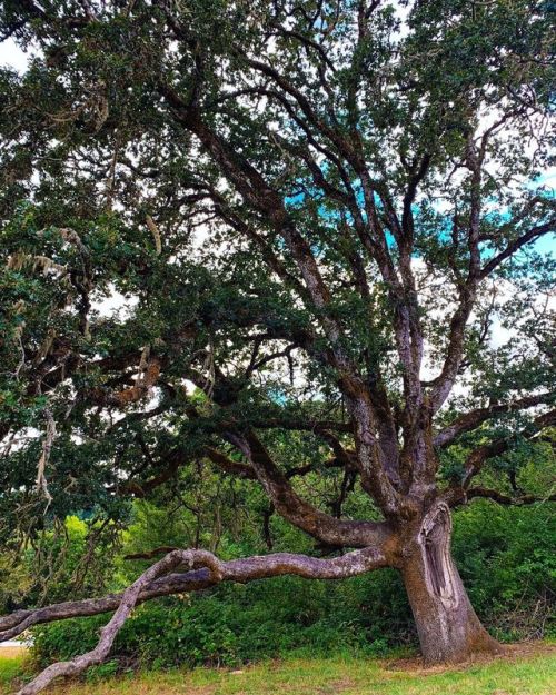 Giant tree with big ear #tree #gianttree #giant #nature #naturephotography #drmartinlutherkingjr #p