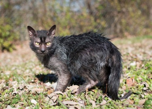 zooophagous: ainawgsd: Lykoi The Lykoi, also called the Werewolf cat, is a natural mutation from a d