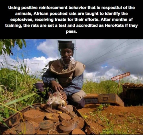 mylittleredgirl:  jack-of-none:  tall-soy-latte:  morseapple:  theinturnetexplorer:  Hero Rats  @jitterbugjive  THEY’RE SO CUTE AND GOOD AND SMART AND HAVE JOB  I’ll always reblog hero rats! this same species is also trained to identify tuberculosis