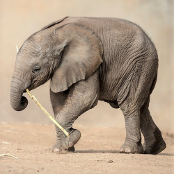 sabonhomeblog:Baby Elephant