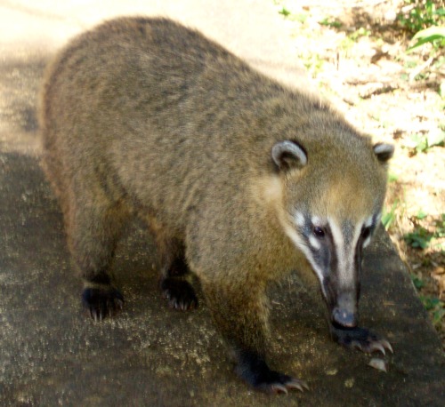 Coati, Parque Nacional Iguazú, Misiones, Argentina, 2007.I rarely photograph wildlife, but these cre