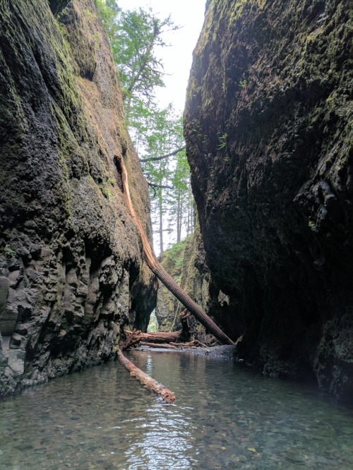 I finally made it to Oneonta Gorge