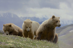 funkysafari:  Grizzly Bear (Ursus arctos