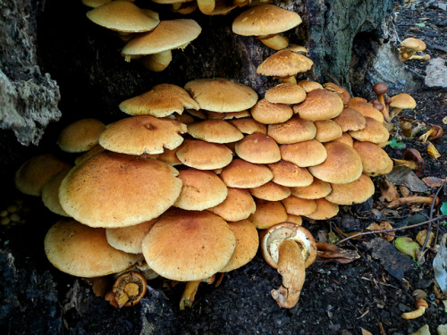 Gymnopilus junoniusSome fungi look so impressive you would think detailed observation and a good man