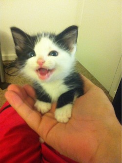 awwww-cute:  Ridiculously photogenic kitten