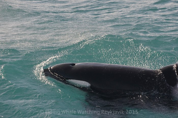 orcalovingbeing:Reykjavik, Iceland 30.03.2015Beautiful orcas off Reykjavik