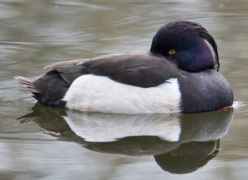 besidethepath: I wish a relaxing Sunday with these Tufted ducks (16.3. & 21.4.22)