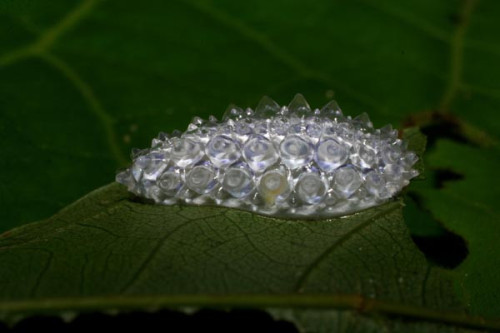 Sex Jewelled Caterpillars via sciencecenter: pictures
