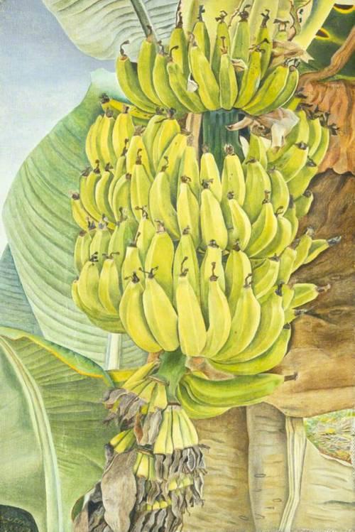 thunderstruck9:Lucian Freud (British, 1922-2011), Bananas, 1952. Oil on canvas, 23 x 15 cm. Southamp
