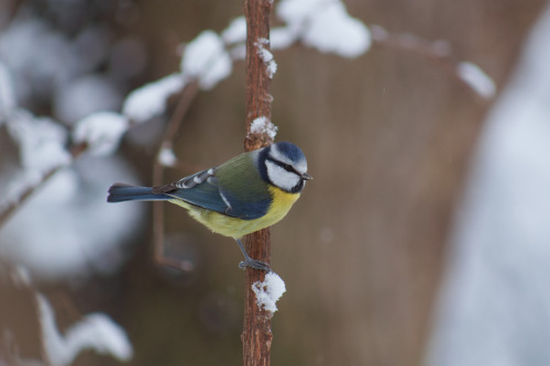 i haven’t logged on in a long time. but anyway - here are some photos of gorgeous birds in the winte